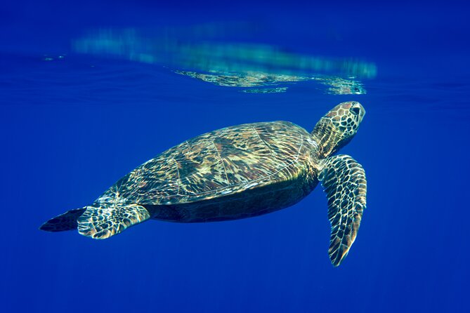 Snorkeling picnic in 4h30 with lunch in Tahiti - Key points to know before you book