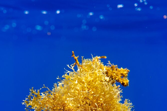 Snorkeling picnic in 4h30 with lunch in Tahiti - A half-day built around Tahiti’s lagoon