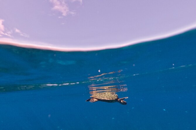Snorkeling picnic in 4h30 with lunch in Tahiti - Coral springs and the chance to swim near turtles