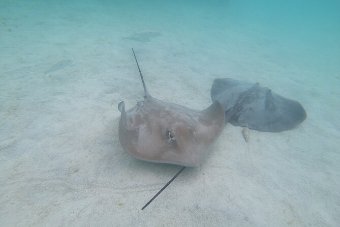 Snorkeling picnic in 4h30 with lunch in Tahiti - What is served for the Polynesian picnic