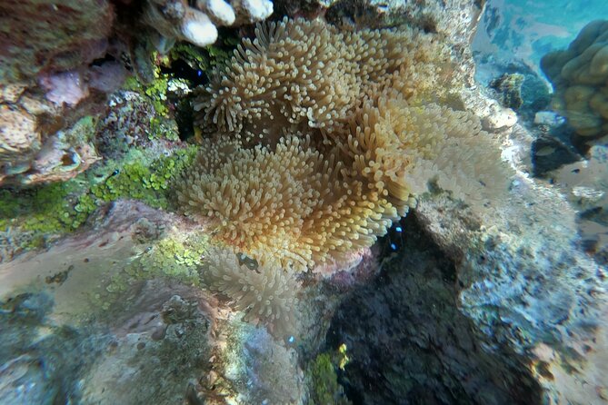 Snorkeling picnic in 4h30 with lunch in Tahiti - How much cruising should you expect?