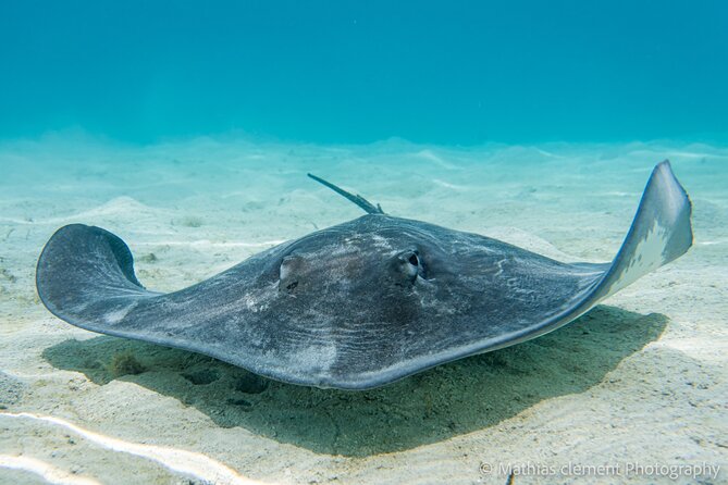 Snorkeling picnic in 4h30 with lunch in Tahiti - Dolphins at the start of the morning