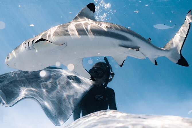 Snorkeling Safari Moorea (Half Day Tour) - A four-hour route with several distinct stops