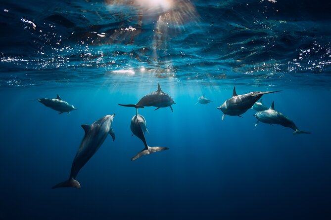 Snorkeling Safari Moorea (Half Day Tour) - Turtles, stingrays, and blacktip reef sharks