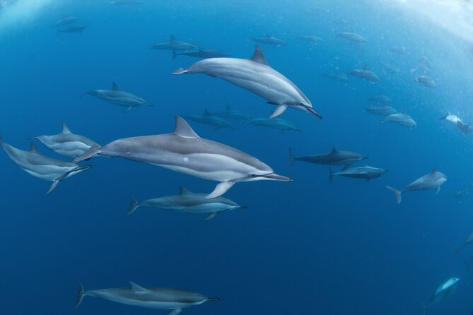 Snorkeling Safari Moorea (Half Day Tour) - What the small group means in practice