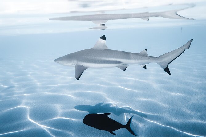Snorkeling Safari Moorea (Half Day Tour) - Timing, weather, and cancellation