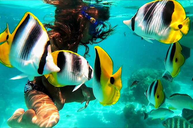 Snorkeling Tour in Moorea Aquatic Adventure Half Day - The best fit for this Moorea outing