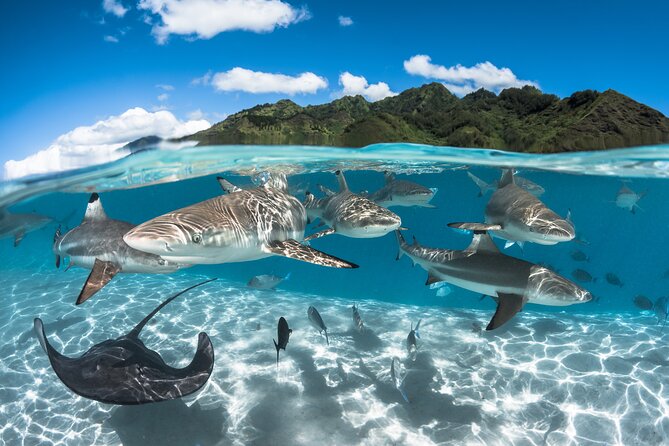 Snorkeling Tour in Moorea Aquatic Adventure Half Day - Practical details before you commit