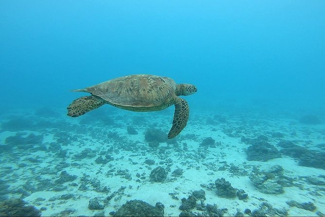Sunset sailing - Snorkeling with rays, sharks, and turtles