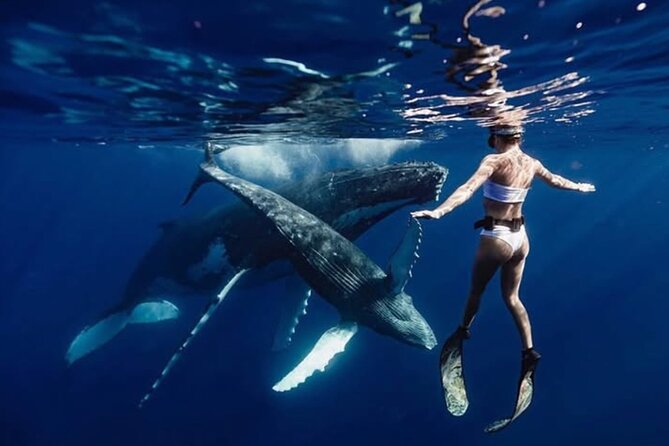 Swim in Moorea with Humpback Whales and More - Key points to know before booking