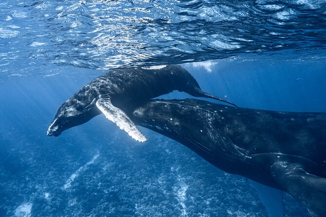 Swim in Moorea with Humpback Whales and More - Why Moorea is a special place for whale watching