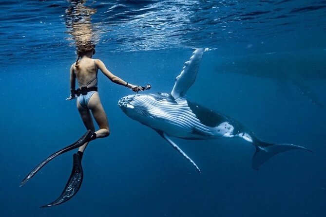 Swim in Moorea with Humpback Whales and More - What the whale encounters may look like