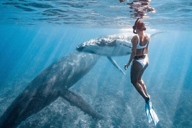 Swim in Moorea with Humpback Whales and More - Dolphins, sharks, and other marine life