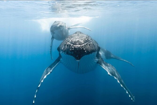 Swim in Moorea with Humpback Whales and More - Small groups and the role of Robert and Mareva