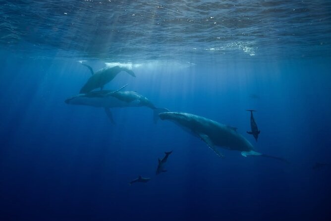 Swim in Moorea with Humpback Whales and More - What is included for comfort