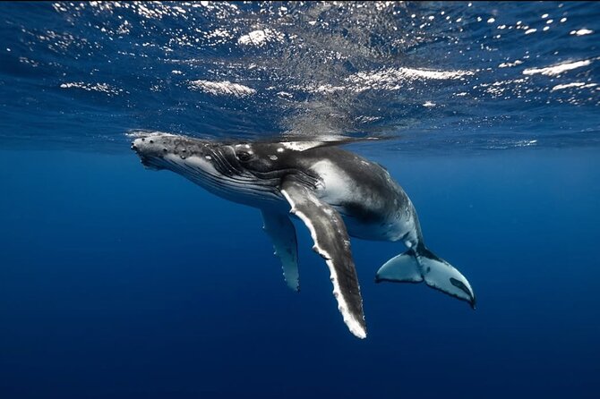 Swim in Moorea with Humpback Whales and More - The price and what it buys you