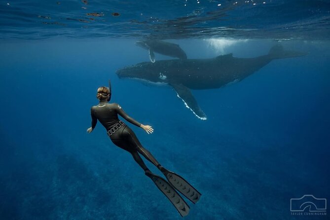 Swim in Moorea with Humpback Whales and More - Weather, cancellations, and planning