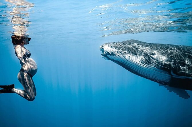 Swim in Moorea with Humpback Whales and More - A four-hour trip built around animal behavior