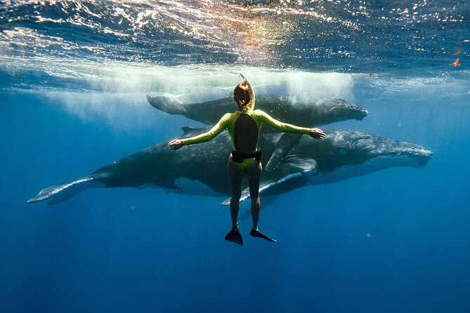 Swim with humpback whales - Key points to know before booking