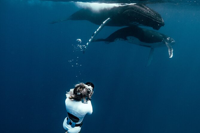 Swim with humpback whales - Why Moorea is a prime whale-swimming base