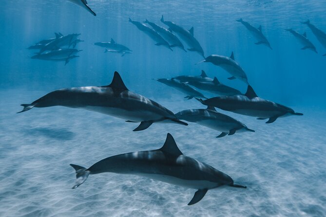 Swim with humpback whales - What to bring for a smoother morning