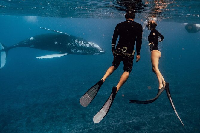 Swim with humpback whales - Searching for humpbacks in the open ocean