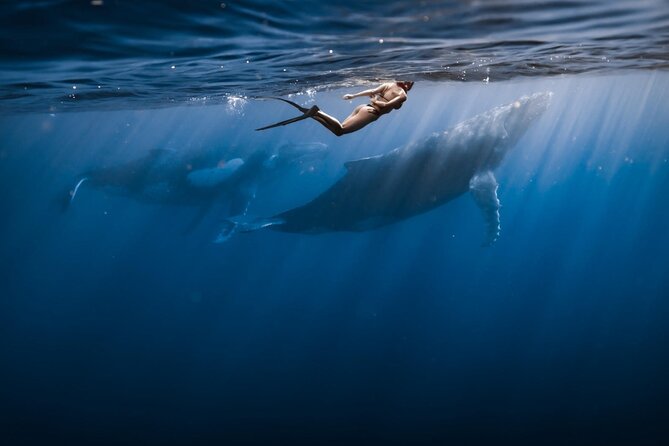 Swimming with Whales in Moorea (Half Day tour) - Key points to know before you book