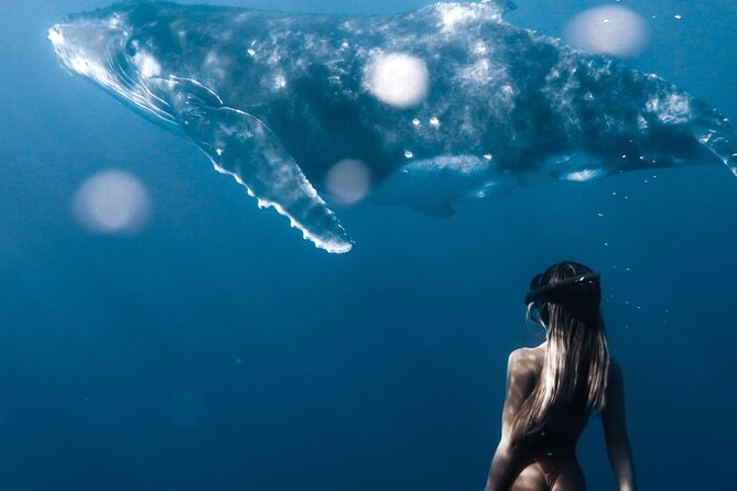 Swimming with Whales in Moorea (Half Day tour) - Dolphins, rays, sharks, and turtles add value