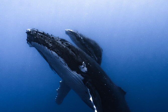 Swimming with Whales in Moorea (Half Day tour) - Guides, safety, and respect for the animals