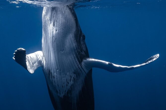 Swimming with Whales in Moorea (Half Day tour) - Life jackets, wetsuits, and what to bring