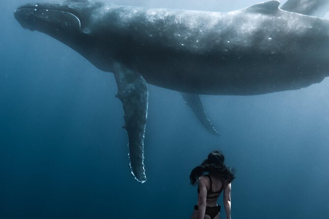 Swimming with Whales in Moorea (Half Day tour) - What the $305.30 price means