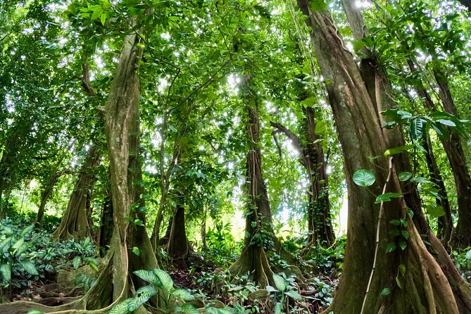 Taha'a Island or Raiatea Boat Tour - Jardin de Corail and the Water Stop