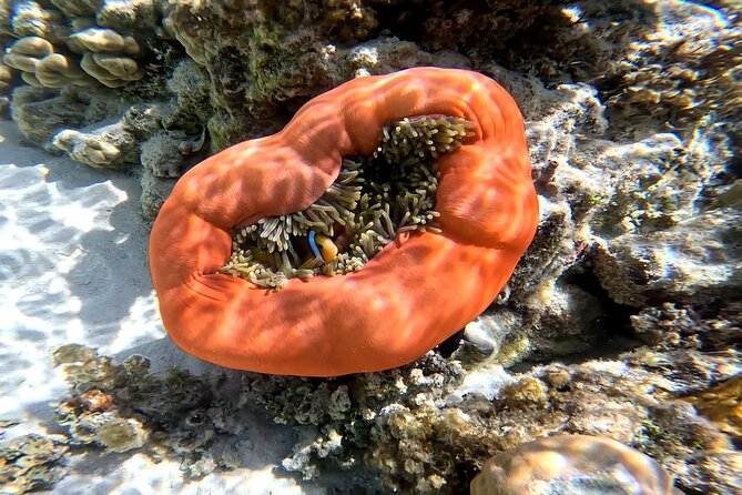 Tahaa Excursion in Electric Paddle Snorkeling Coral Garden - The snack break with your feet in the water