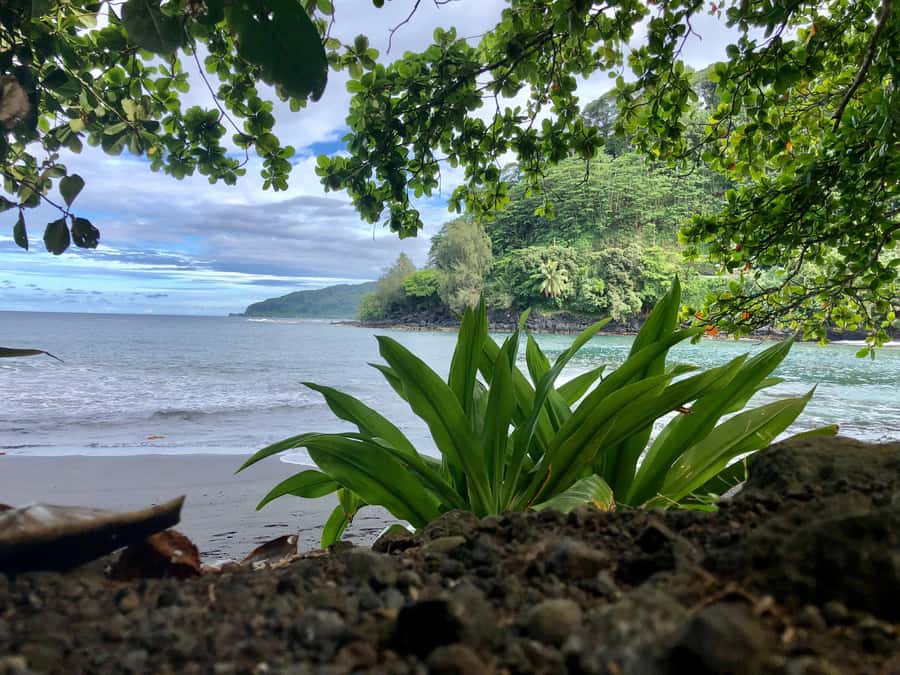 Tahiti: East or West coast tour (Half Day) - What a realistic four-hour plan feels like