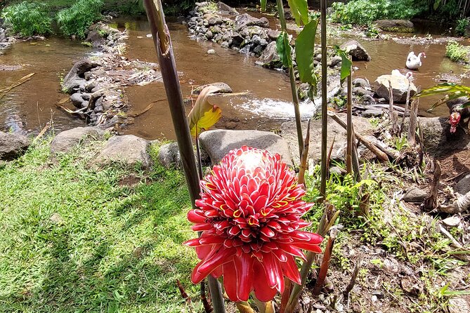 Tahiti Full Day Private Coastal Tour - Faaone’s twin waterfalls and Tiarei Valley