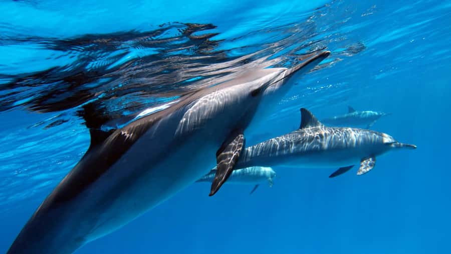 Tahiti island: 4 hours Snorkeling Tour - Key points at a glance