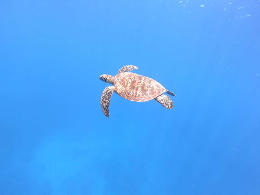 Tahiti island: 4 hours Snorkeling Tour - The Aquarium site and its unusual wrecks