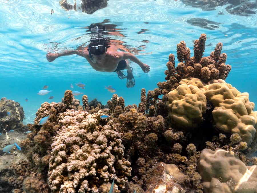 Tahiti island: 4 hours Snorkeling Tour - Freshwater springs, coral, and the turtle search