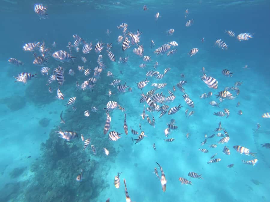 Tahiti island: 4 hours Snorkeling Tour - Safety and the guide’s role in the water