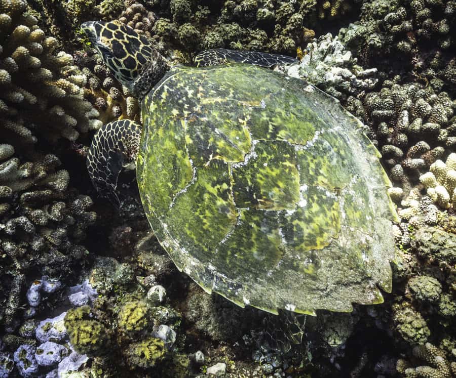 Tahiti island: 4 hours Snorkeling Tour - Pickup, meeting points, and the detail you should confirm