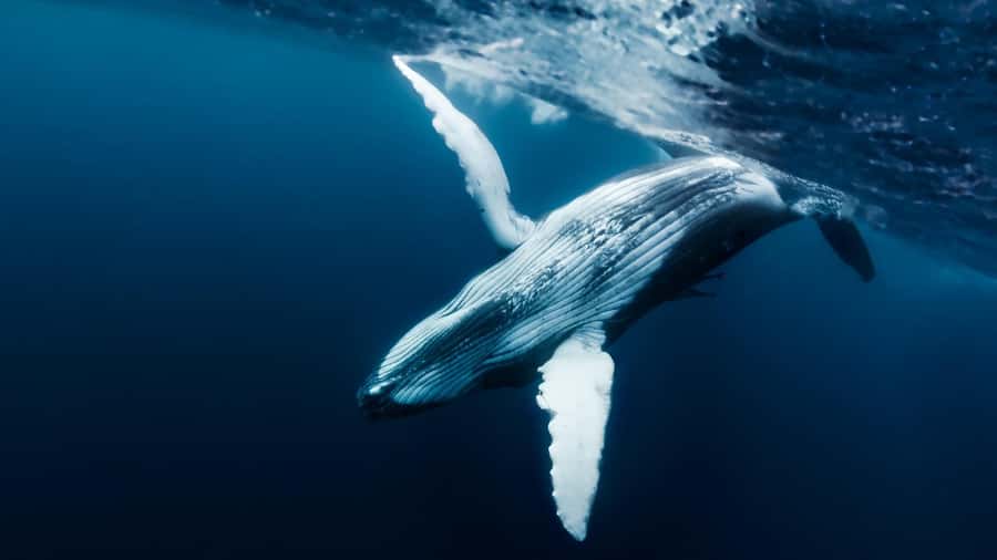 Tahiti island: Whale watching Experience - Key points to know before you book