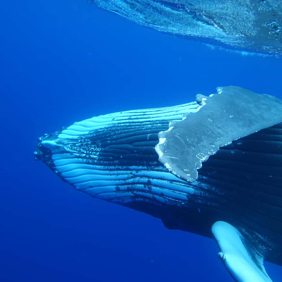 Tahiti island: Whale watching Experience - The possible swim with humpback whales