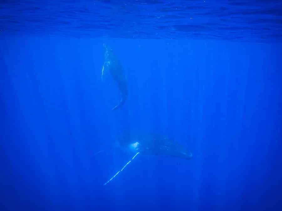 Tahiti island: Whale watching Experience - Drinks, fruit, and snorkeling equipment