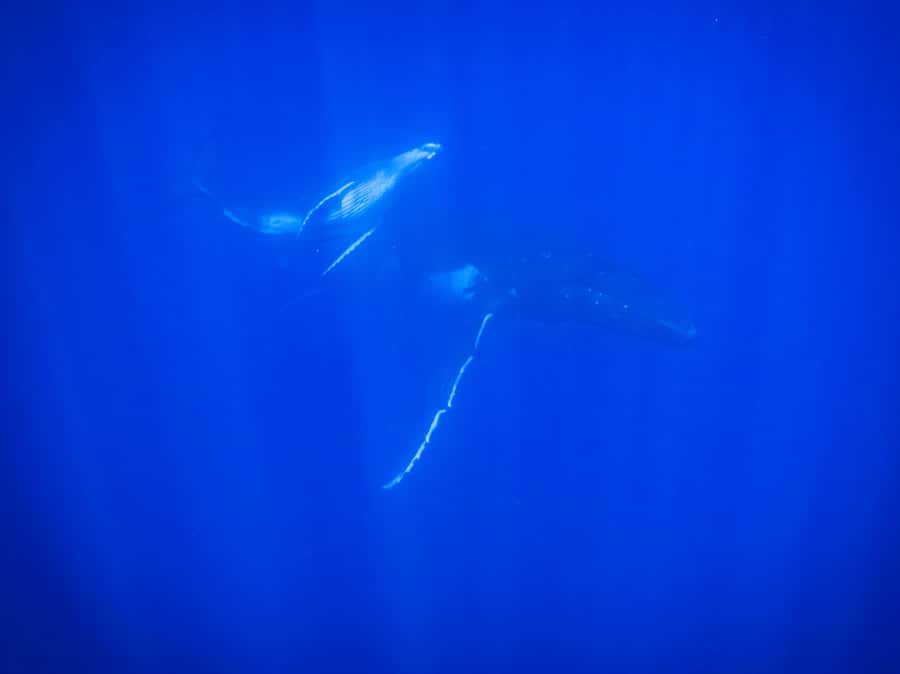 Tahiti island: Whale watching Experience - Hotel pickup around Tahiti