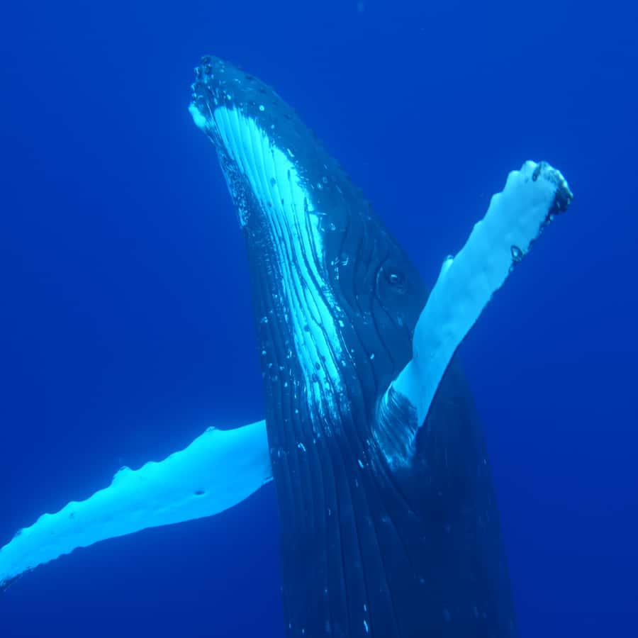 Tahiti island: Whale watching Experience - Is $227 a fair price?