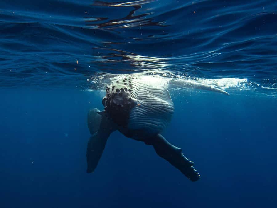 Tahiti island: Whale watching Experience - Why the small boat matters