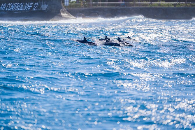 Tahiti Lagoon Snorkeling and Lunch Boat Tour (6 pax max) - Sapinus and the freshwater spring