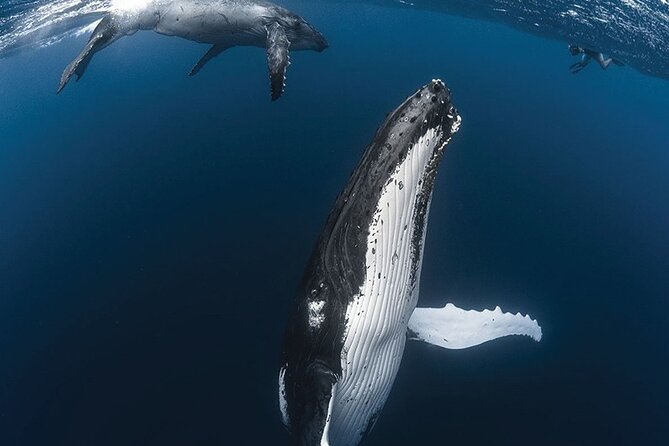 Tahiti, land of whales: a unique experience! - Searching for whales off Tahiti’s west coast