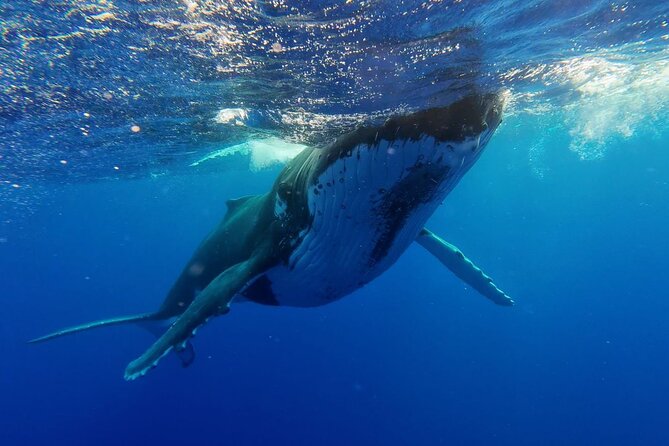 Tahiti, land of whales: a unique experience! - Finishing at Taapuna Sandbank