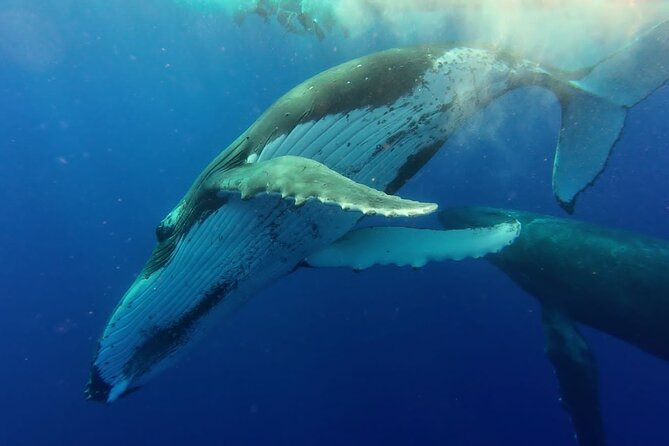 Tahiti, land of whales: a unique experience! - What the crew adds to the outing